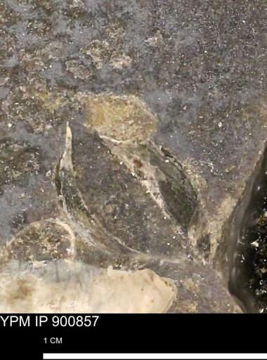 undet. Bivalvia