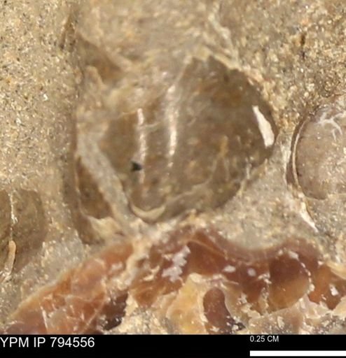 Protocardia subquadrata