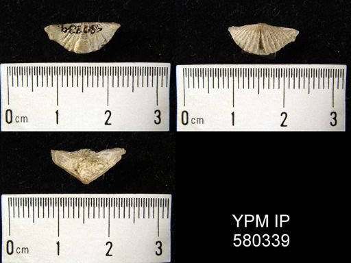 Cyrtinopsis?