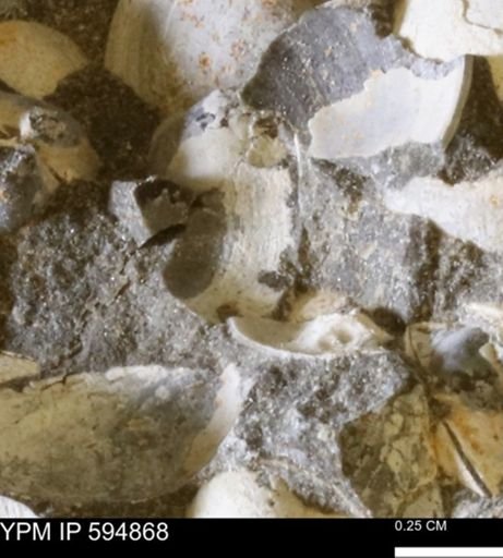 Limopsis striatopunctatus
