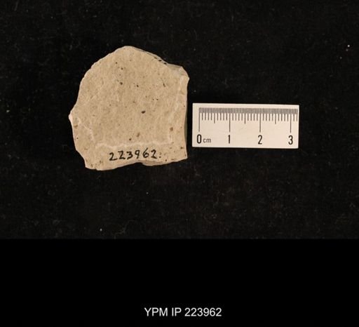 Permoscytina kansasensis