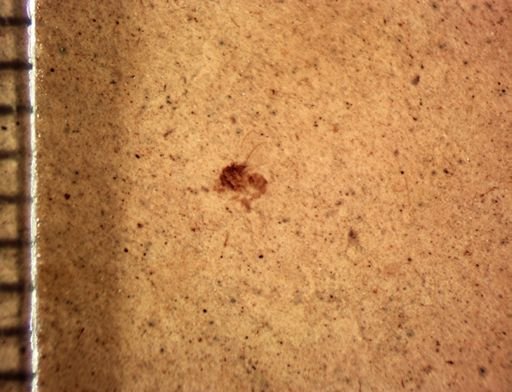 undet. Diptera