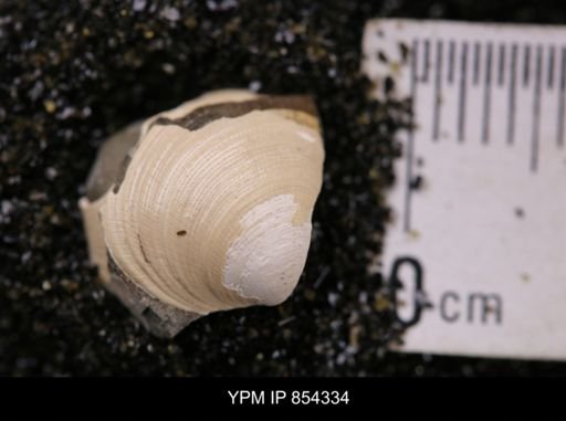 Limopsis striatopunctatus