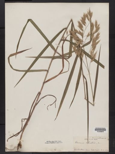 Bromus latiglumis