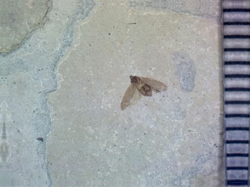 undet. Hemiptera
