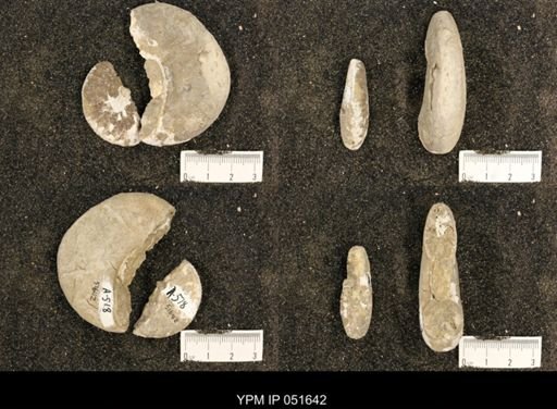 Hoploscaphites nicolletii