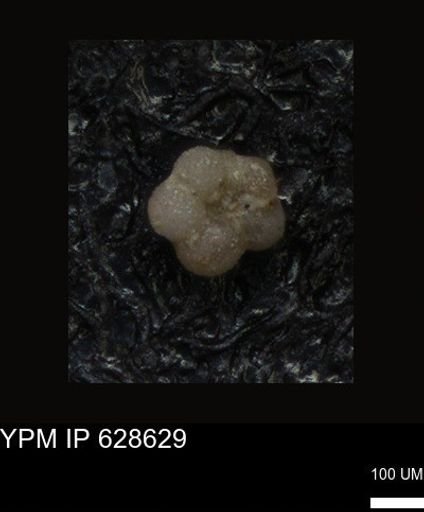 undet. Foraminiferida