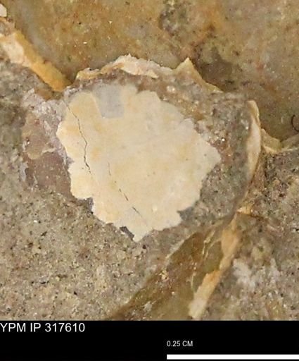 undet. Mollusca