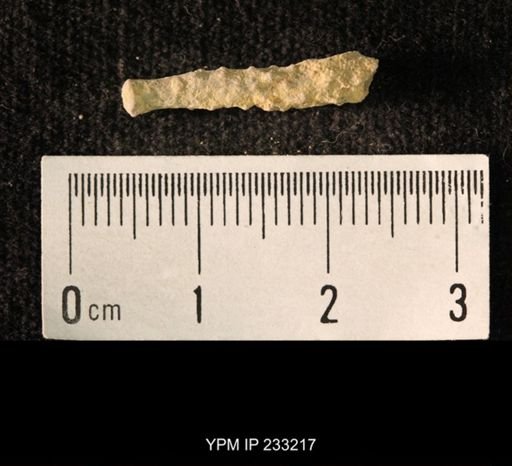 Archaeocidaris sp.