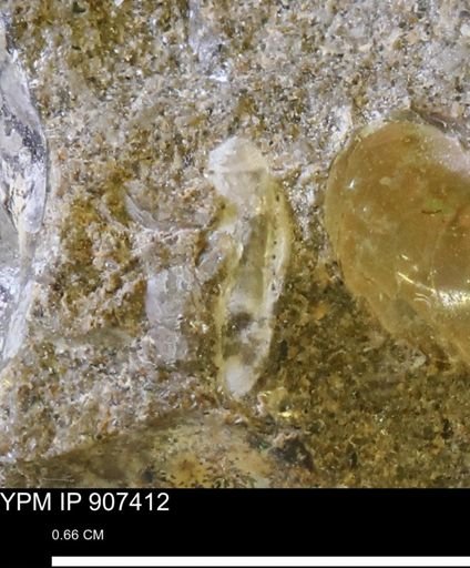 undet. Mollusca