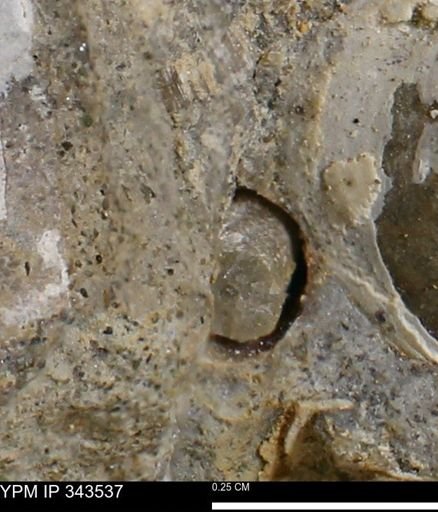 undet. Bivalvia