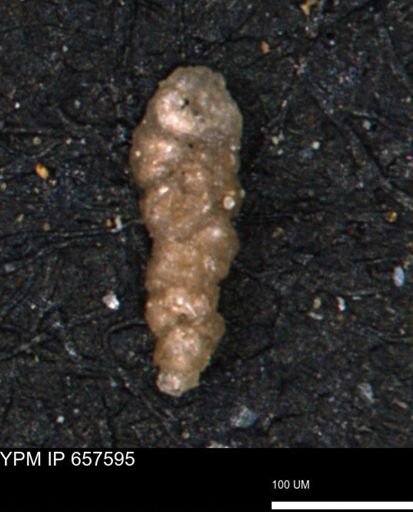 Verneuilinoides hectori
