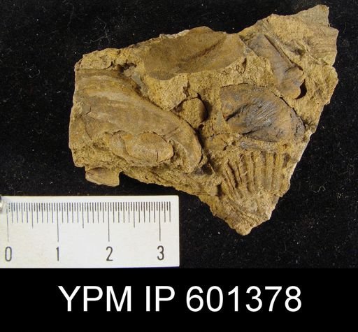 Orthis triangularis