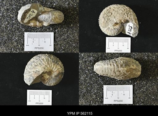 Discoscaphites sp.