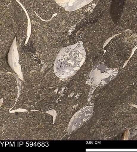 Protocardia sp.