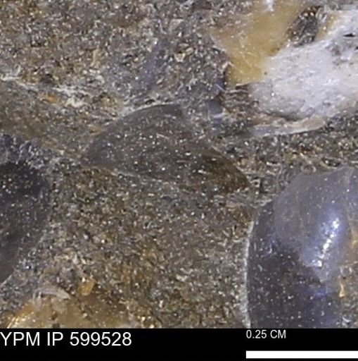 Protocardia subquadrata