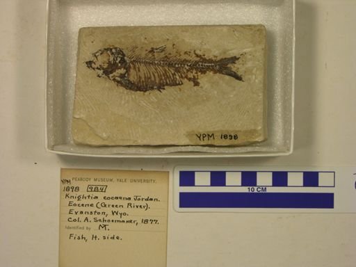 Knightia eocaena