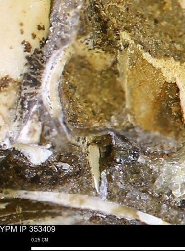 Limopsis striatopunctatus