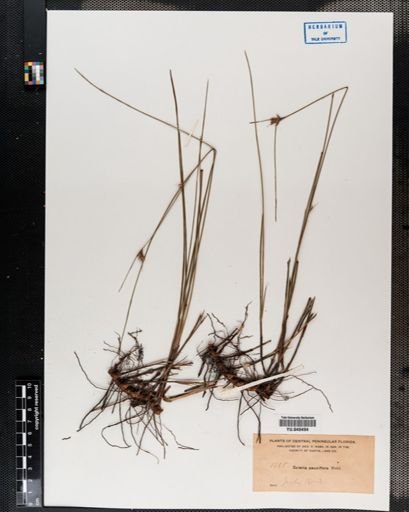 Scleria pauciflora