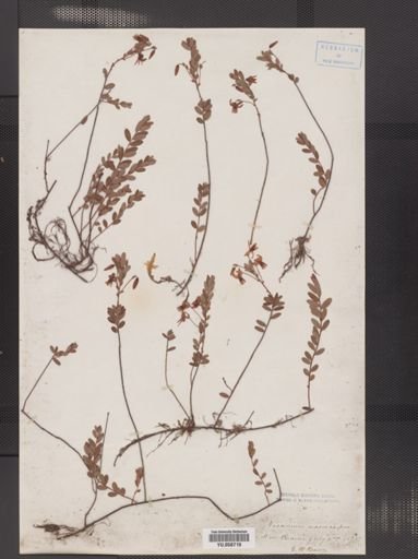 Vaccinium macrocarpon