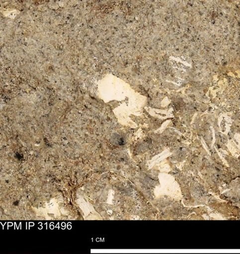 undet. Mollusca