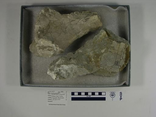 Aceratherium sp.