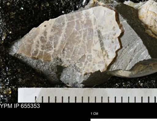 Bivalvia