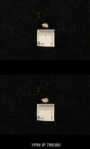 taxon undetermined