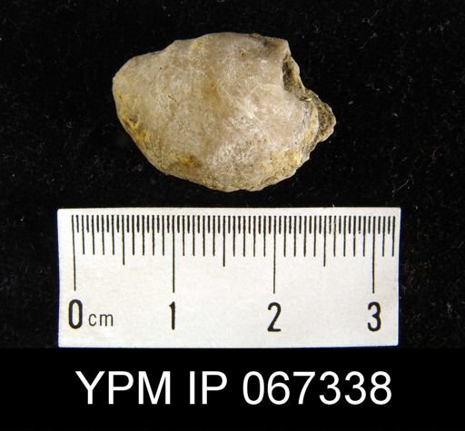 Leptaena concava