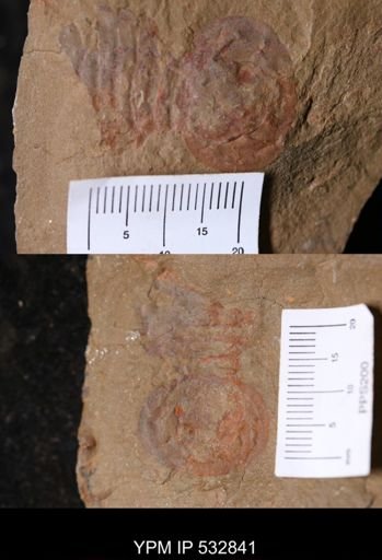 undet. Aglaspida