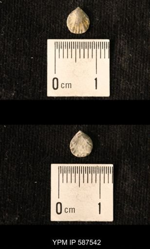 Camarotoechia whitei