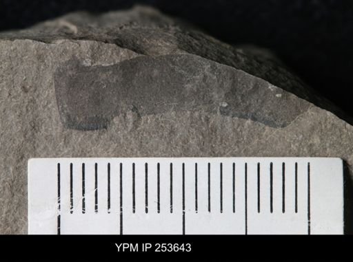 Eurypterus sp.