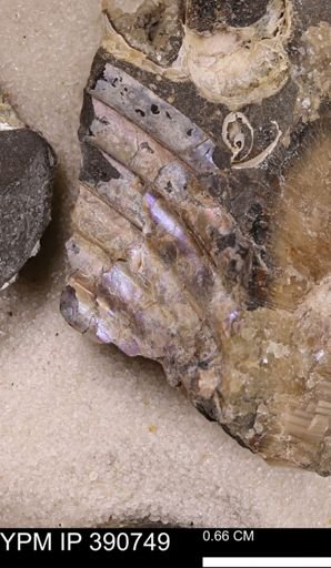 undet. Bivalvia