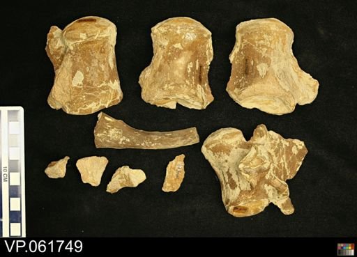 undet. Mosasauridae