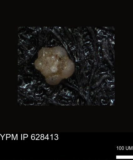 undet. Foraminiferida