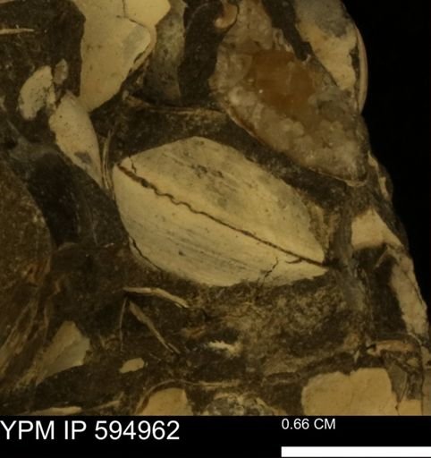 Protocardia sp.