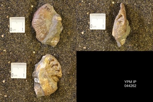 Hoploscaphites comprimus