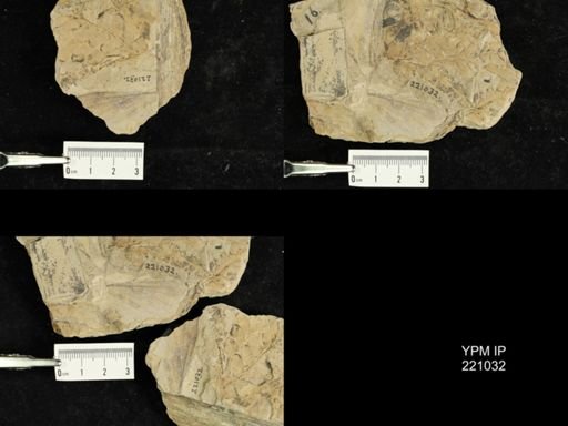 Palaeodictyoptera
