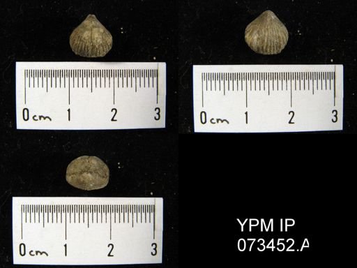 Camarotoechia perryvillensis