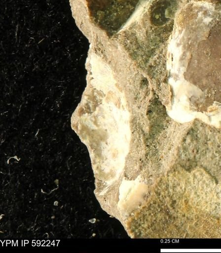undet. Bivalvia