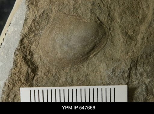 undet. Bivalvia