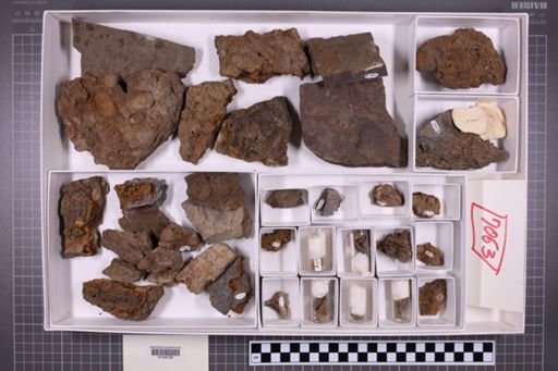 mixed taxa, stratigraphic collection