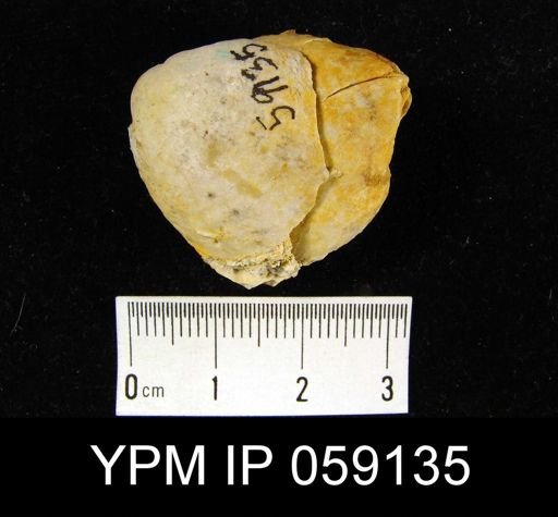 Meristella rostellata
