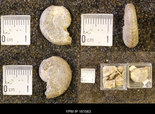 Hoploscaphites nicolletii