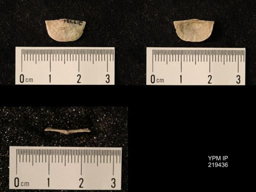 Chonetes granulifer