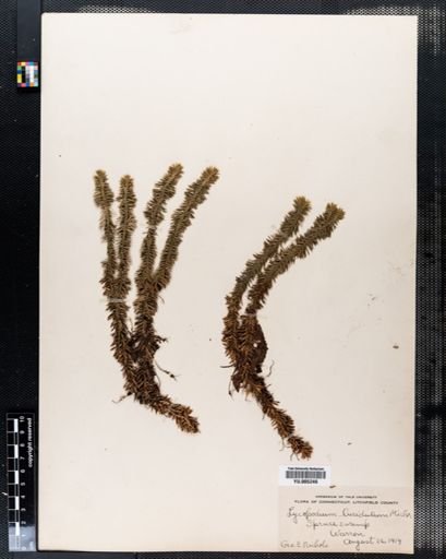 Lycopodium lucidulum