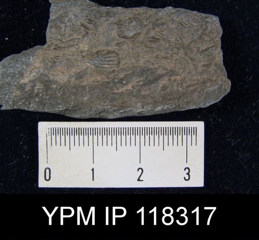 Camarotoechia nucula planosugosa