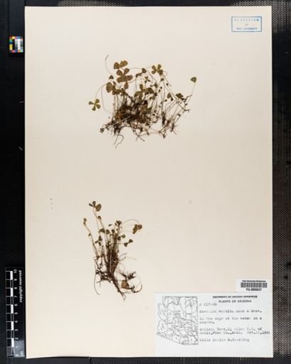 Marsilea vestita