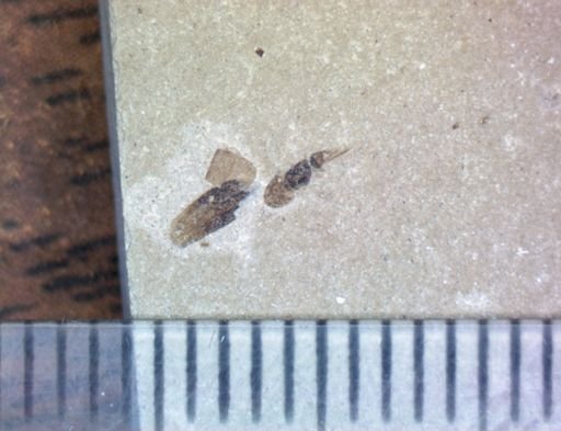 undet. Hexapoda