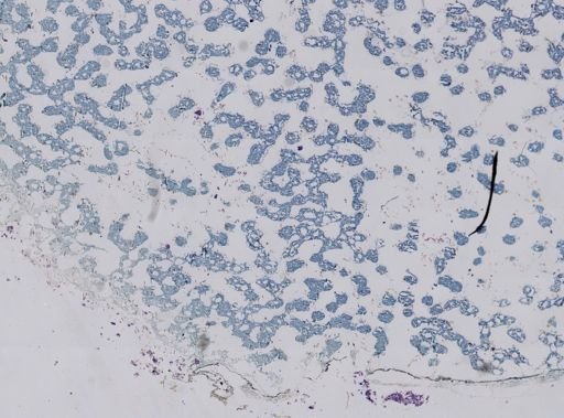 Stromatospongia norae